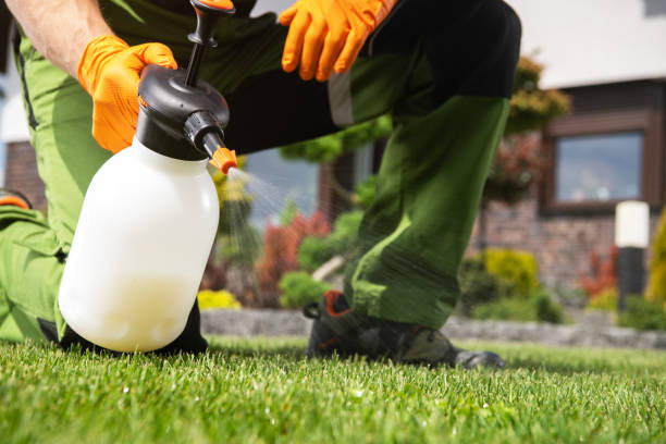 Best Termite Control Services  in Follansbee, WV