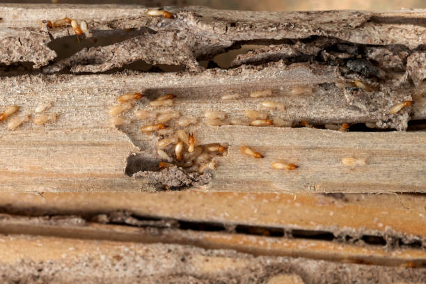 Reliable Follansbee, WV Pest Control Solutions
