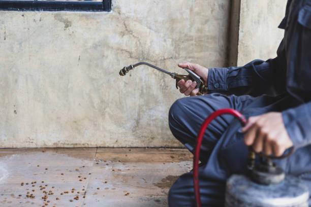 Best Ant Control Services  in Follansbee, WV